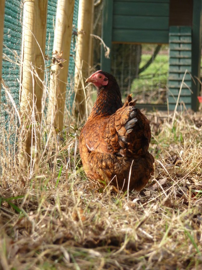 Wyandotte chicken